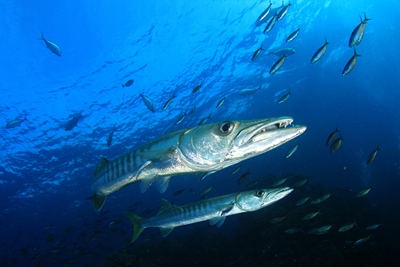 barracuda fish swimming in the ocean surrounded by fish