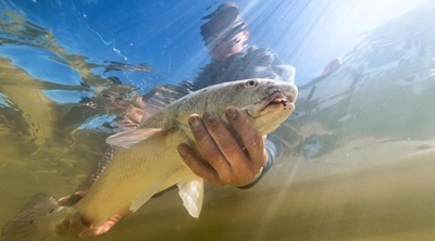 california corbina being held in hands by fly fisher in river