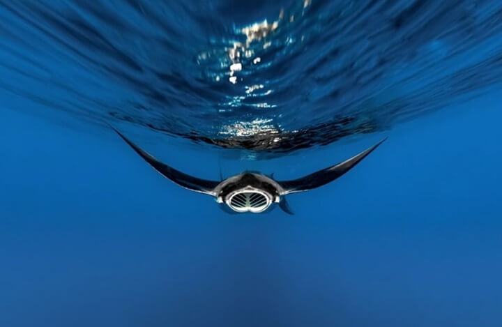 manta ray swimming through blue ocean