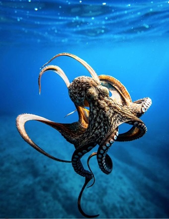octopus swimming in the deep blue ocean