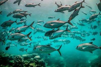 school of fish swimming in deep blue sea water, with sunrays shinning through