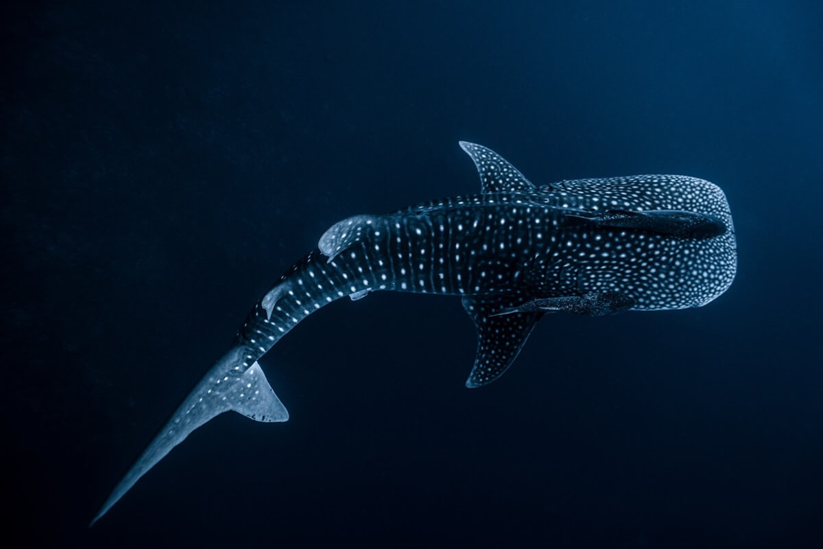 whale shark swimming with remoras fish attached dark blue ocean