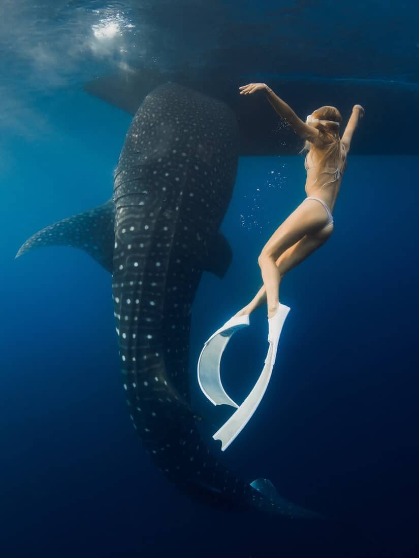 Whale shark and sexy woman swims in blue ocean. Shark underwater and beautiful lady