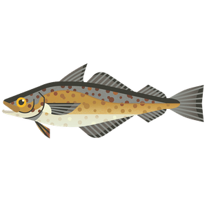 Alaska Pollock (Gadus Chalcogrammus) swimming in the North Pacific Ocean