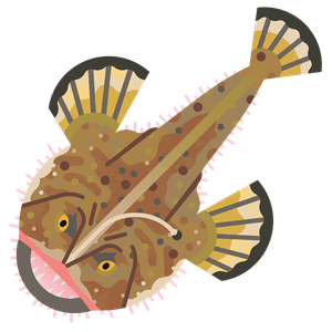 Black-Bellied Monkfish in Deep-Sea Habitats
