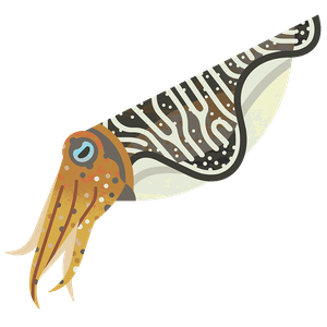 Common Cuttlefish (Sepia Officinalis) in coastal and shallow waters