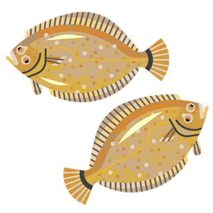 Close-up of a fresh Dab Fish (Limanda limanda), a small flatfish with delicate texture, perfect for frying or baking. Discover sustainable seafood options at List of Fish.