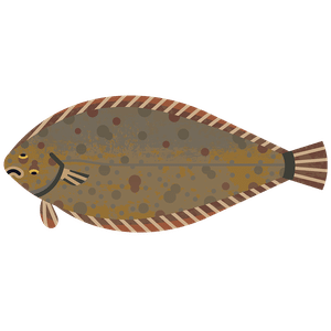 Close-up of a fresh Dover Sole (Solea solea), a premium flatfish with delicate flavor, perfect for pan-frying or grilling. Explore sustainable seafood options at List of Fish.