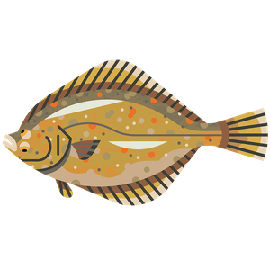 Close-up of a fresh Flounder Fish (Platichthys flesus), a flatfish with delicate, mild-flavored meat. Ideal for frying, baking, or grilling. Discover sustainable seafood options at List of Fish.